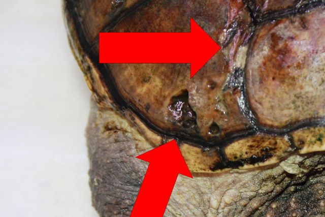Alm. snapskildpadde med gammelt skjoldråd, der nu er helet.