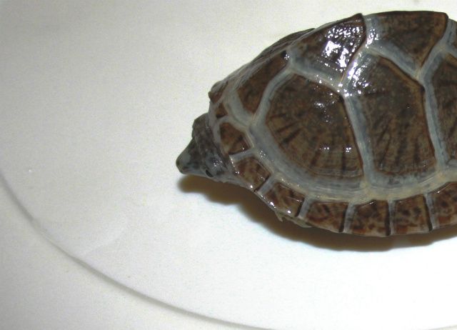 Er du nervøs for om din skildpadde tager på og vokser. Så er det en god id, at veje din skildpadde med jævnlige mellemrum. På vægten er det en pyramide moskusskildpadde - Sternotherus carinatus.