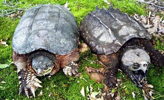 Alm. snapskildpadde (til venstre) og en Alligator snapskildpadde (til højre).