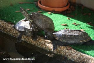 Kinesisk trekølsskildpadde - Chinemys reevesii