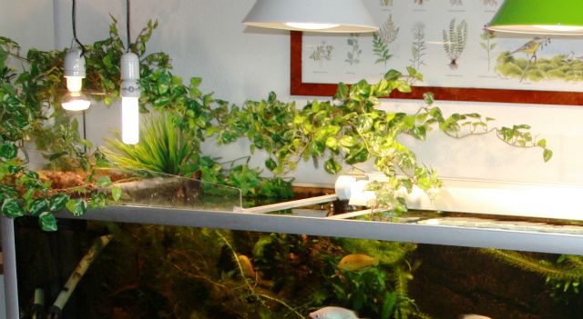 De tre lamper, over akvariet, de giver orienteringslys og er monteret med 10 w. led-pærer.
Moskusskildpadder er skumrings og nataktive, derfor er de ikke i billedet.