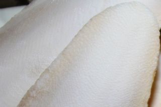 Sepiaskalle.