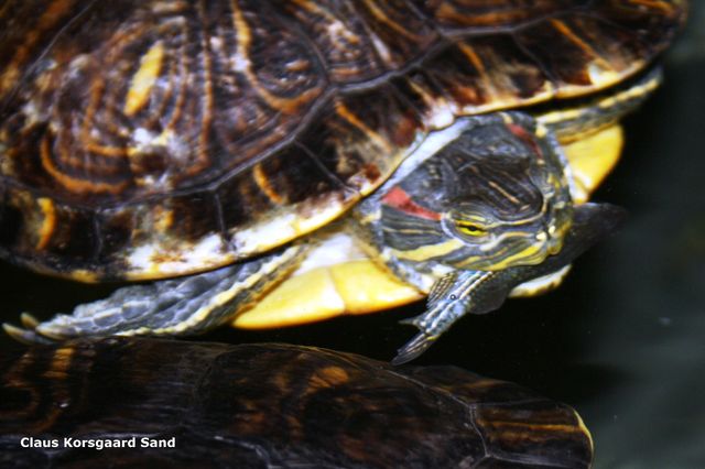 Der er altid en risiko for at en sumpskildpadde fanger en fisk. Her er det en rødøret terrapin der har fanget en zebrafisk. Større skildpaddearter rydder let et akvarium for fisk, hvis akvariet helt tomt for dekoration, og for lille, der er for lidt vand i akvariet, og der er for mange skildpadder på for lidt plads.
De bedste skildpadder, at have fisk sammen med, er moskusskildpaddearterne.
God fornøjelse
 