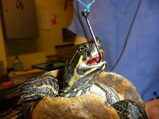 Skildpadder fanges på fiskekrog.