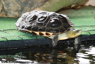 Havehegn, trådhegn, det er let at kravle i for sumpskildpadder. Kinesisk stribethalsskildpadde (Mauremys sinensis).
