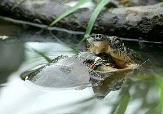 Sæt ikke mindre skildpadde-arter sammen med snapskildpadder. De kan ende som foder og der sker det her!
