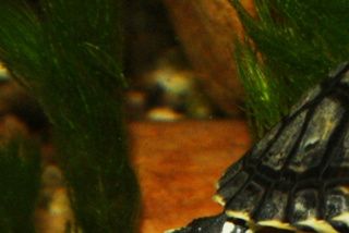 Guløret terrapin har snuppet en reje, for næsen af en moskusskildpadde.