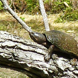 Moskusskildpadde på træstamme. Det er en helt naturlig situation, at se moskus. her i sit naturlige habitat.