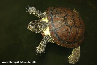 Europæisk sumpskildpadde.