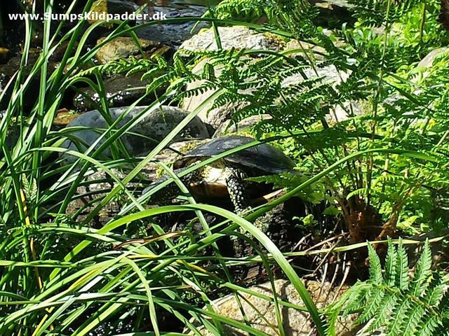 The European Pond Turtle - Emys orbicularis
