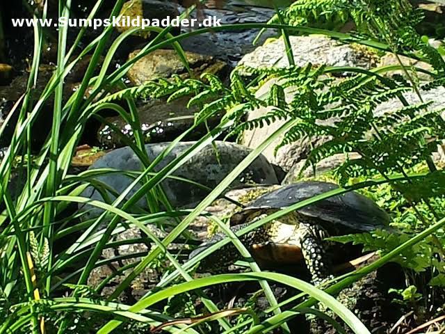 The European Pond Turtle - Emys orbicularis