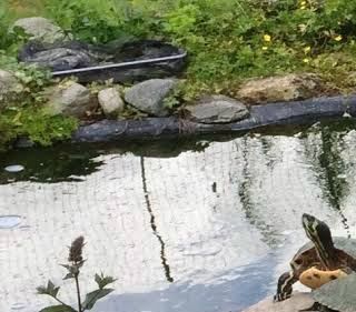 Her er der god plads, langs bredden til at skildpadder kan grave deres æg ned i jorden.