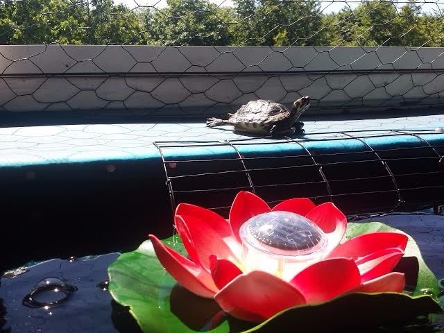 Denne kunstige åkande, æder sumpskildpadder. Så hold 