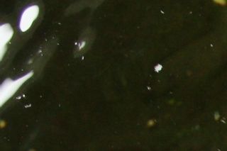 Rødbuget cooter (Pseudemys nelsoni)