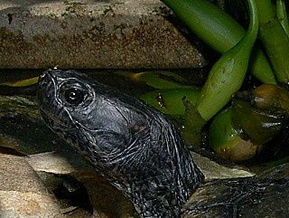 Rødøret terrapin (Trachemys scripta elegans) 
Melanistisk rødøret terrapin. 
Det er ikke let at se den almindelige rødøret terrapin her!