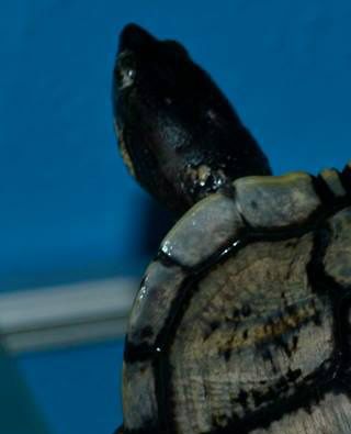 Melanistisk guløret terrapin. Fotograf Fie