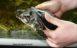 Her håndterer Christian, en blødskjoldsskildpadde, på den rette måde. Florida blødskjoldsskildpadde (Apalone ferox).