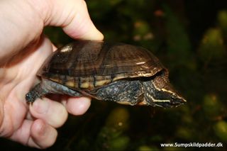 Alm. moskusskildpadde der her holdes på den bagerste halvdel af skjoldet. Holdes fingrene bare lidt tætter ved hovedet, så vil skildpadde kunne nå og bide. Her bemyttes der kun en hånd, der er ikke plads til at holde skildpadden med begge hænder, hvilket ellers er det bedste.