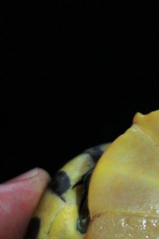 Terrapin uden sorte bugpletter. Det er formodentlig en blandingsart?