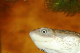 Afrikansk hjelmskildpadde (Pelomedusa subrufa subrufa/nigra) han har ingen hængsel på bugskjoldet.