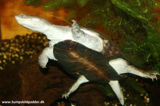 Afrikansk hjelmskildpadde (Pelomedusa subrufa subrufa/nigra) han har ingen hængsel på bugskjoldet.