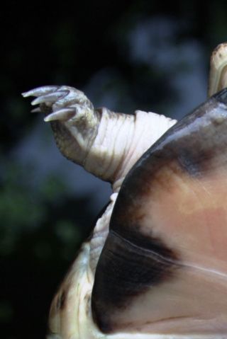 Pelusios castaneus  (læs om arten, længere nede på siden), den forveksles let med Pelomedusa. Forskellen er let at se, Pelomedusa har ingen hængsel på bugskjoldet. Hængslet kan tydligt ses på denne Pelusios castaneus. Skjoldet kan bøjes, i hængslet, så hoved og forben, kan trækkes ind og beskyttes.