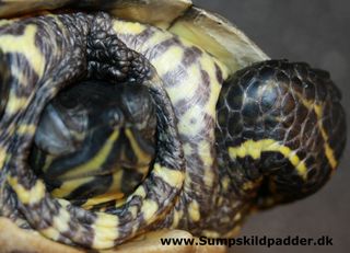Denne terrapin er ikke fed. Men døden nær, fordi dens ejer har fodret skildpadden, med kun 
rejer, fra havet. Skildpadden er opsvulmet/har ødemer, skildpaddens indre organer har lukket ned, desværre kunne denne guløret terrapin ikke reddes.