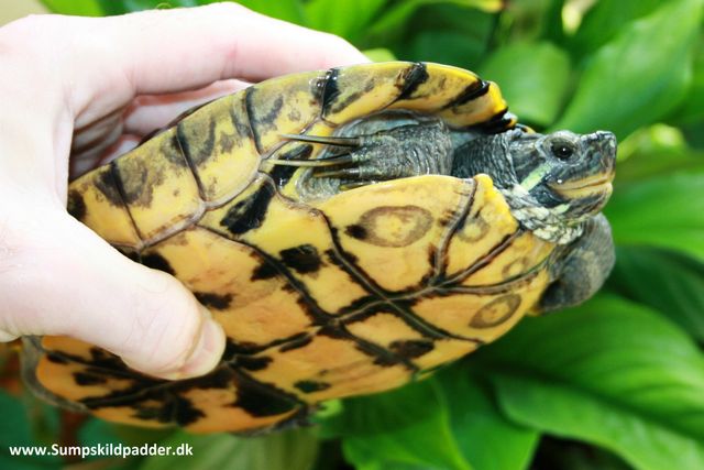 Melanistisk han, dog ikke så mørk, som hannerne ovenover. Men, man ser tydelig, skildpaddens sorte øjne, og den sorte farve, ligesom trænger ud mellem skildpaddens bugskæl.