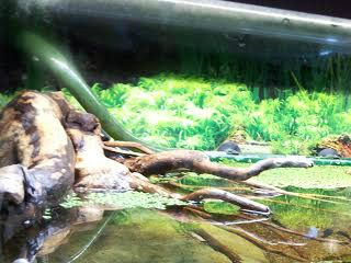 Eksempel, på en akvarium, til moskusskildpadder. Fotograf Jonas.