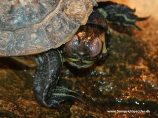 Guløret terrapin har 