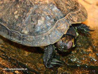 Guløret terrapin har lige akkurart overlevet, vinterdvalen, i voldgraven ved Nyborg Slot. Sådan begynder mange sumpskildpadder foråret, hvis de ikke er døde gennem vinteren. Lad være med at sætte sumpskildpadder ud i naturen.