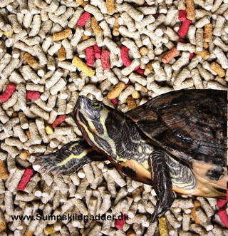 En god kvalitetsfoder til sumpskildpadder, med alle mineraler og vitaminer. SkildpaddeShop.dk