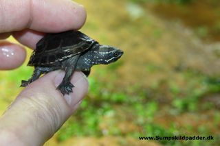 Alm. moskusskildpaddeunge (Sternotherus odoratus) bliver ca.12 cm i skjoldlængde. Hvilken er den skildpaddeart, vi herfra Skildpadder ABC anbefaler til begynder. Men, pas på dine finger.