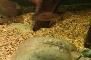 Apalone ferox og en Pelodiscus sinensis.