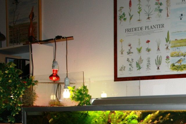 720 l. moskusskildpadde akvarium, hos Sumpskildpadder, med både planter og fisk. Det kan lade sig gøre at holde både fisk og planter, sammen med moskusskildpadder. Men, ikke i et for lille akvarium. Ingen påstår her, at det er let, men, med erfaring, så kan det lade sig gøre.