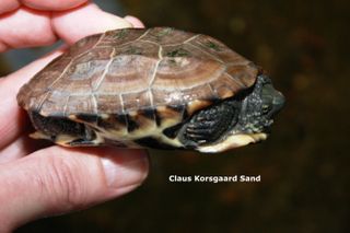 Kinesiske trekølsskildpadde bliver tit solgt som en moskusskildpadde. Mange dyrehandler, kan ikke genkende denne skildpaddeart. 