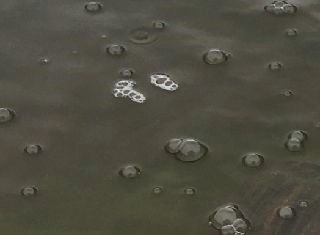 Terrapiner dukker op af isen og vil solbade i sneen. Kan de to sumpskildpadder hitte ud af at gå i dvale igen, når vejret slår om til frost. 