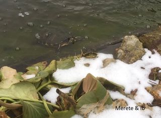 Terrapiner dukker op af isen og vil solbade i sneen. Kan de to sumpskildpadder hitte ud af at gå i dvale igen, når vejret slår om til frost. 