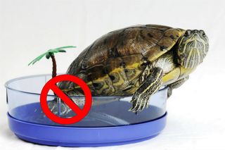 Husk! Din sumpskildpadde vokser meget. Big Mama demonstrerer. Hun var engang så lille, at to terrapiner boede i denne mini dødsanlæg.