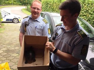 Politiet bragte en sumpskildpadde ind til Sumpskildpadder. Politiet har været forbi os flere gange.
