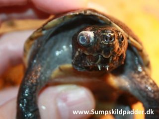 Skildpadder der er sat sammen, med lidt viden, ville man aldrig placere to hanner af moskusskildpadder sammen. Det vil med garanti give ballade!