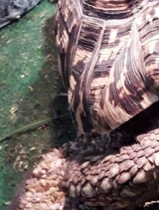 Her har vi været ude og plukke friske ukrudtsplanter, til vores leopardskildpadder.