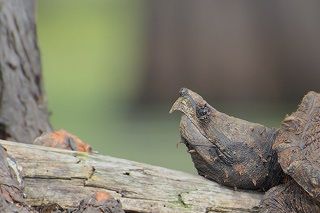 Alligator snapskildpadder (Macrochelys temmincki) er i dag forbudt at købe i Tyskland.