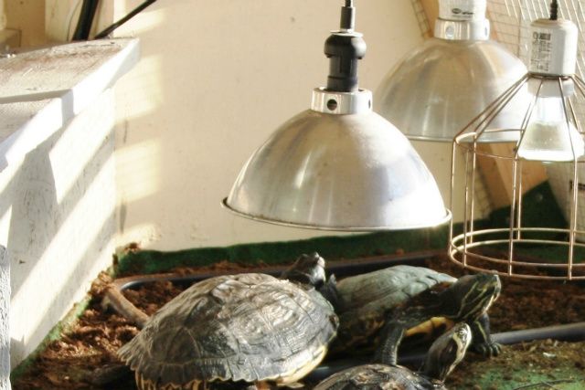Et anlæg, hvor dyrene har det de har behov for. Ja, sumpskildpadder graver i æglægningsbakken og sviner. Vi indretter dyrenes anlæg, efter deres behov og ikke efter det vi synes ser pænest ud.
De her skildpadder, har adgang til kunstig UVB-lys og varme, sammen med direkte solskin, gennem de åbenstående vinduer. UVB-lys eller stråler kan ikke trænge gennem en lukket rude!