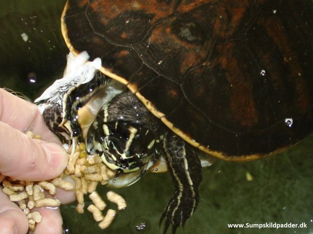 Det er hyggeligt, at håndfodre sine sumpskildpadder. SkildpaddeShop.dk