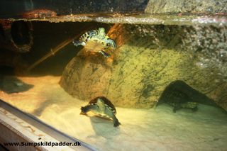 I hulen er det en kinesisk trekølsskildpadde, på sandet er det en kinesisk stribet-halsskildpadde, de skal begge have let ved at komme op til vandoverfladen, svømmende er det en guløret terrapin. 