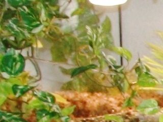 Her er skildpadde akvariet fyldt helt op, med vand. Skildpadderne kravler op på land, til venstre i billedet.