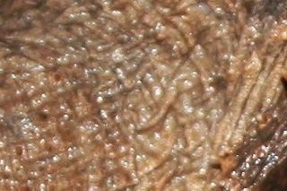 Alm. snapskildpadde (Macrochelys temminckii)