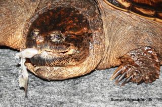 Alm. snapskildpadde (Macrochelys temminckii)