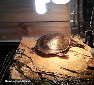 Apalone ferox. Blødskjoldsskildpadden skal have en solplads, hvor skildpadden let kan klatre op. Solplads temperatur under UVB- og varmepæren 30-35 grader.